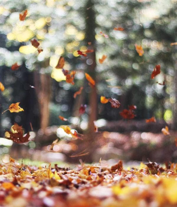 Nature & Travel Charms